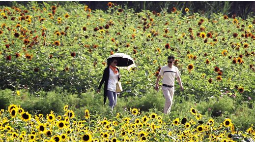 连云港滨河新城160亩向日葵花竞相开放