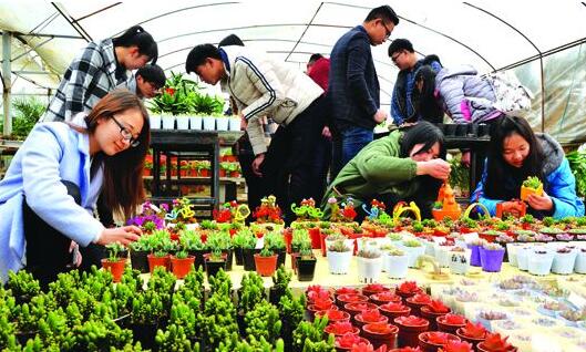 "萌宠"的多肉植物惹游人爱