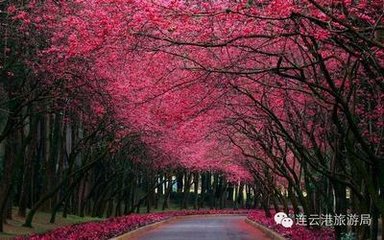 春日赏花须及早 连云港市民赏樱路线图出炉