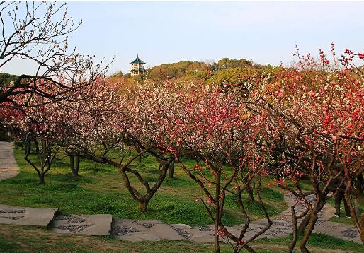 连云港花果山打造苏北最大规模梅园 赏梅有去处