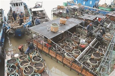 连云港沿海13万多亩紫菜迎收最后一潮收割