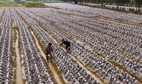 连云港市种植食用菌乡镇19个 年产值超50亿元