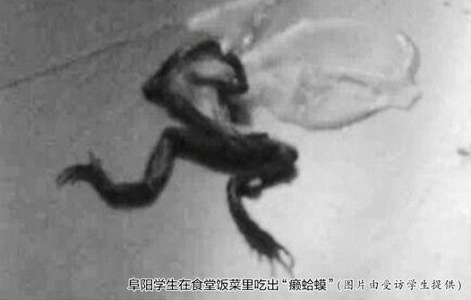 学校食堂稀饭捞出癞蛤蟆 曾多次发现虫子等异物