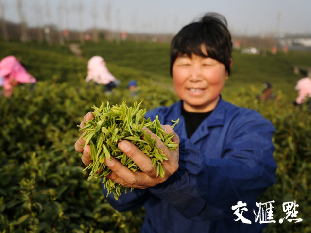 品质更好创新更多，但用工难题待解——江苏春茶上市，一杯茶“品”出哪些新滋味？