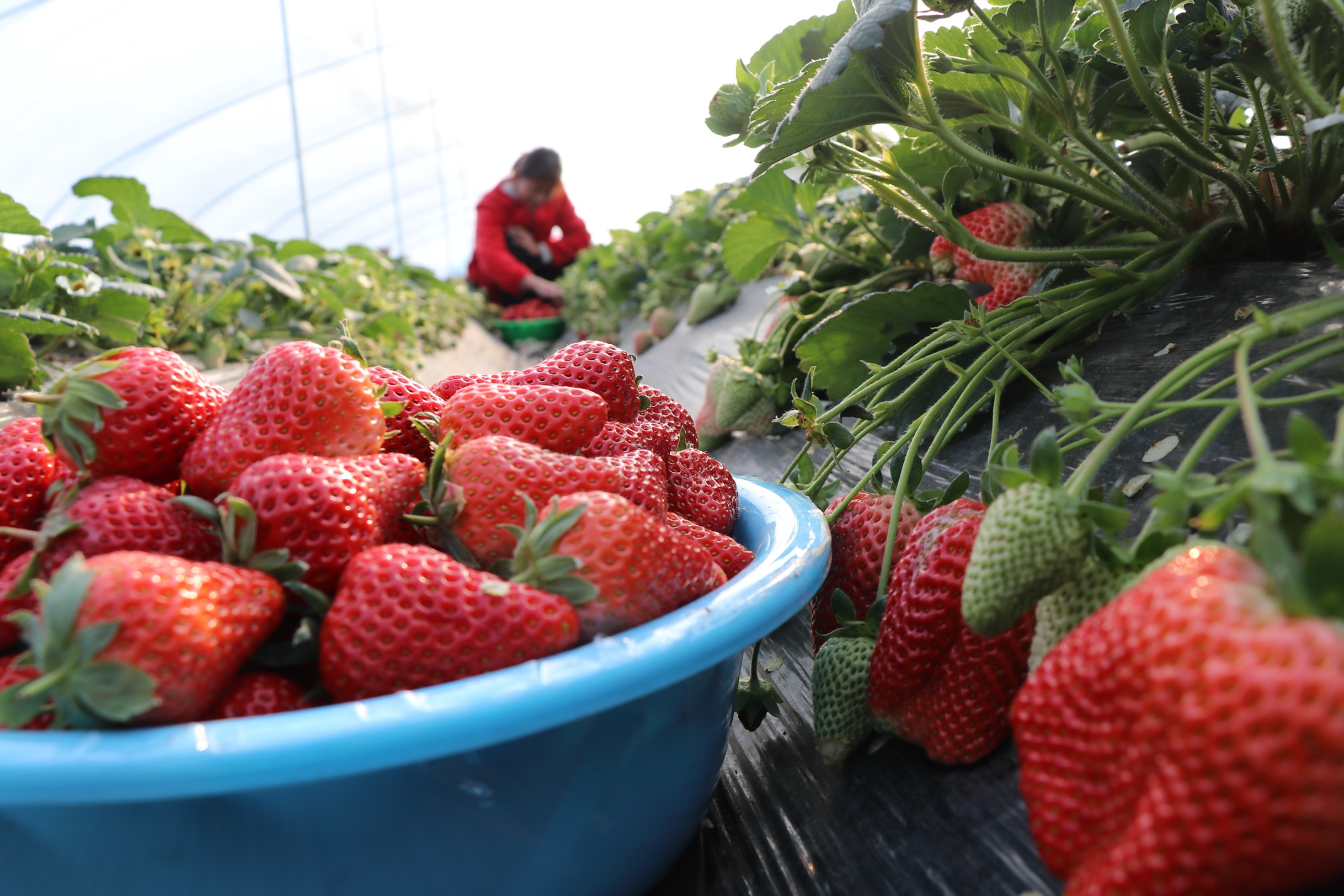 东海县大棚草莓已经成熟 一起去摘草莓吧！