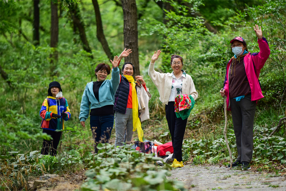 连云港市海州区：百年槐树林 香满锦屏山