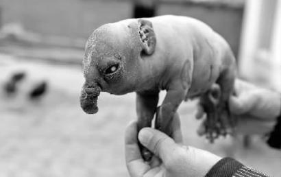 吉林一母猪生下“象宝宝”：鼻子长近4厘米