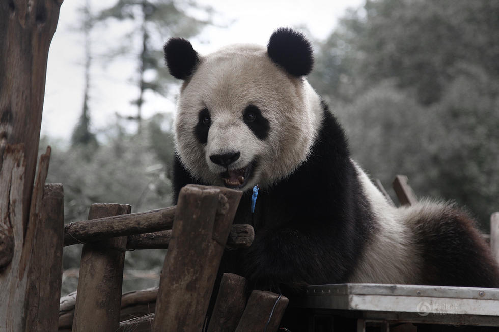 云南野生动物园为动物体检 大熊猫咬坏电线