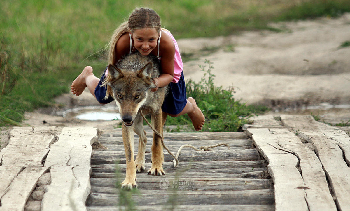 白俄罗斯一家庭养狼当宠物