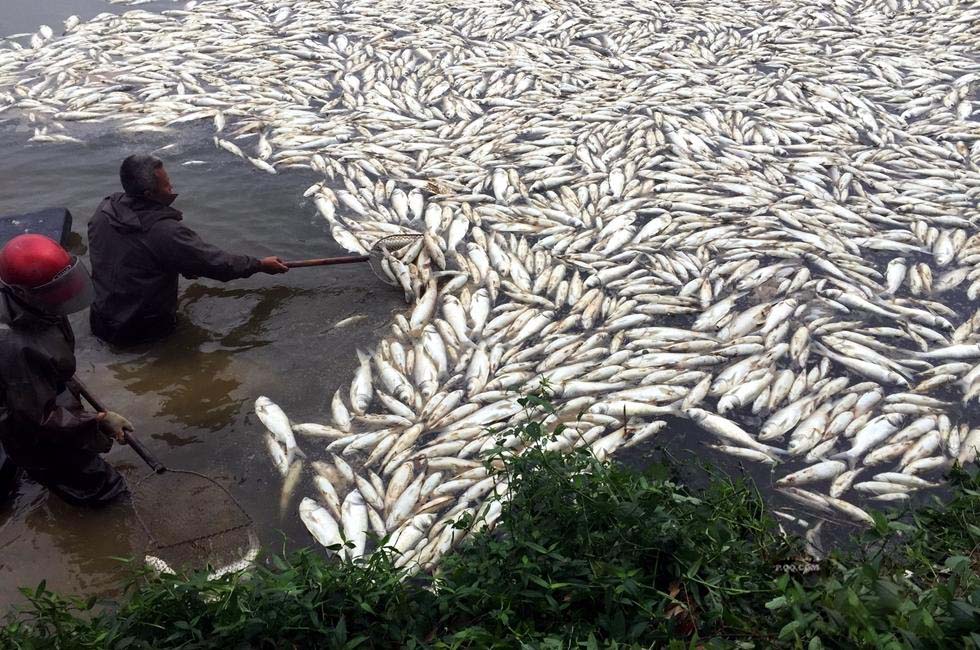 广东惠州92亩鱼塘一夜死20万斤鱼