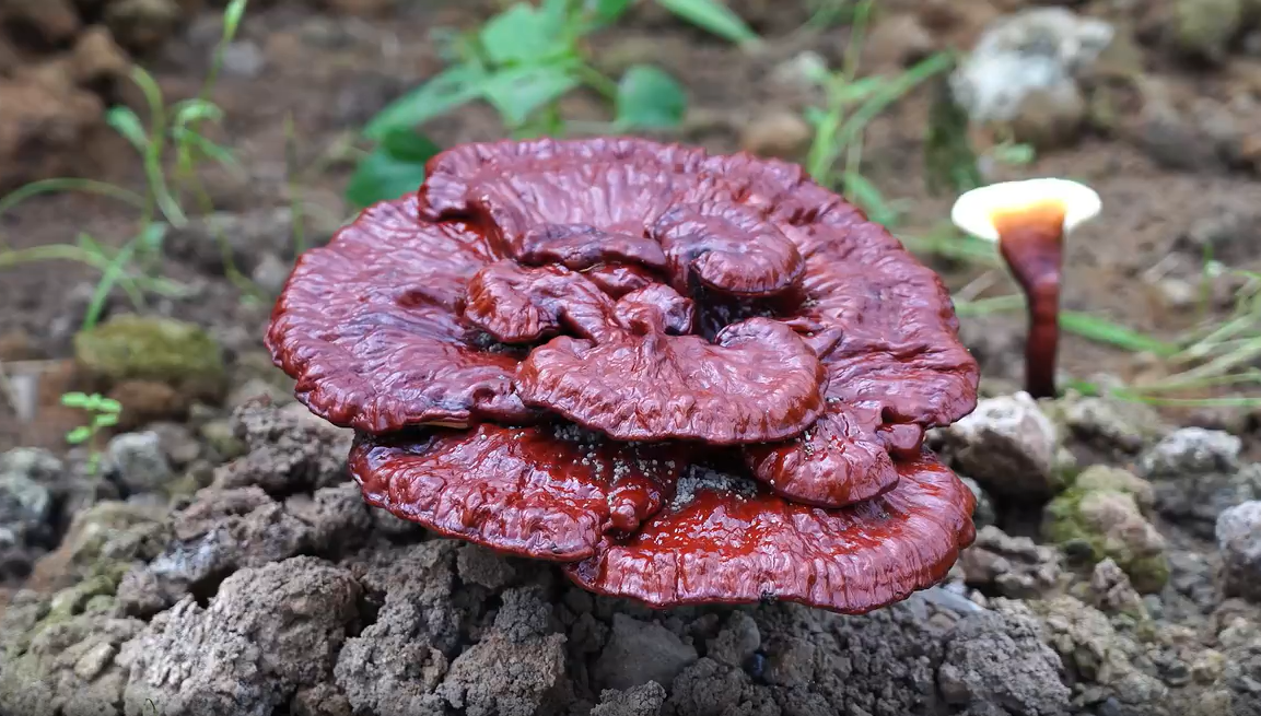 连云港：林下灵芝开出“致富花”青山变“金山”