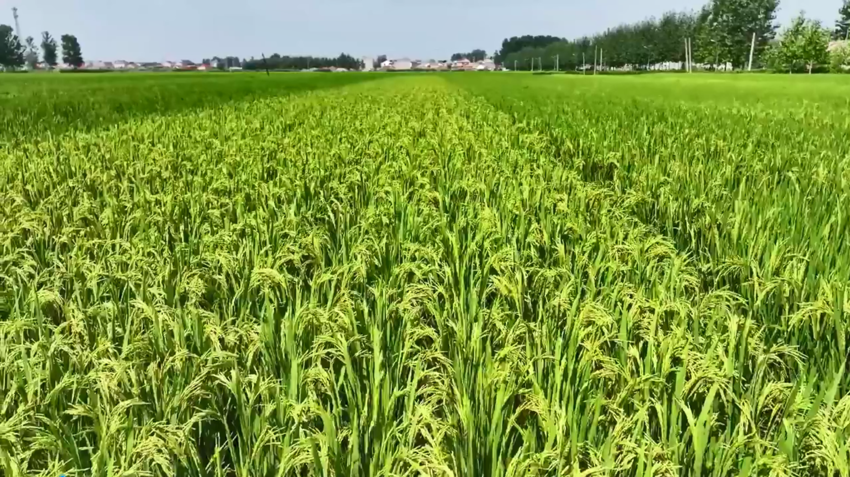 江苏连云港：科学抗旱 守护丰收