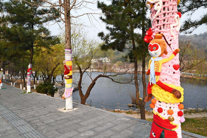 连云港：花果山大树集体穿上了“猴哥牌”毛衣