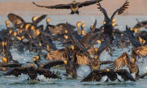 数千只野生鸬鹚再临月牙岛 港城冬季生态画卷显活力